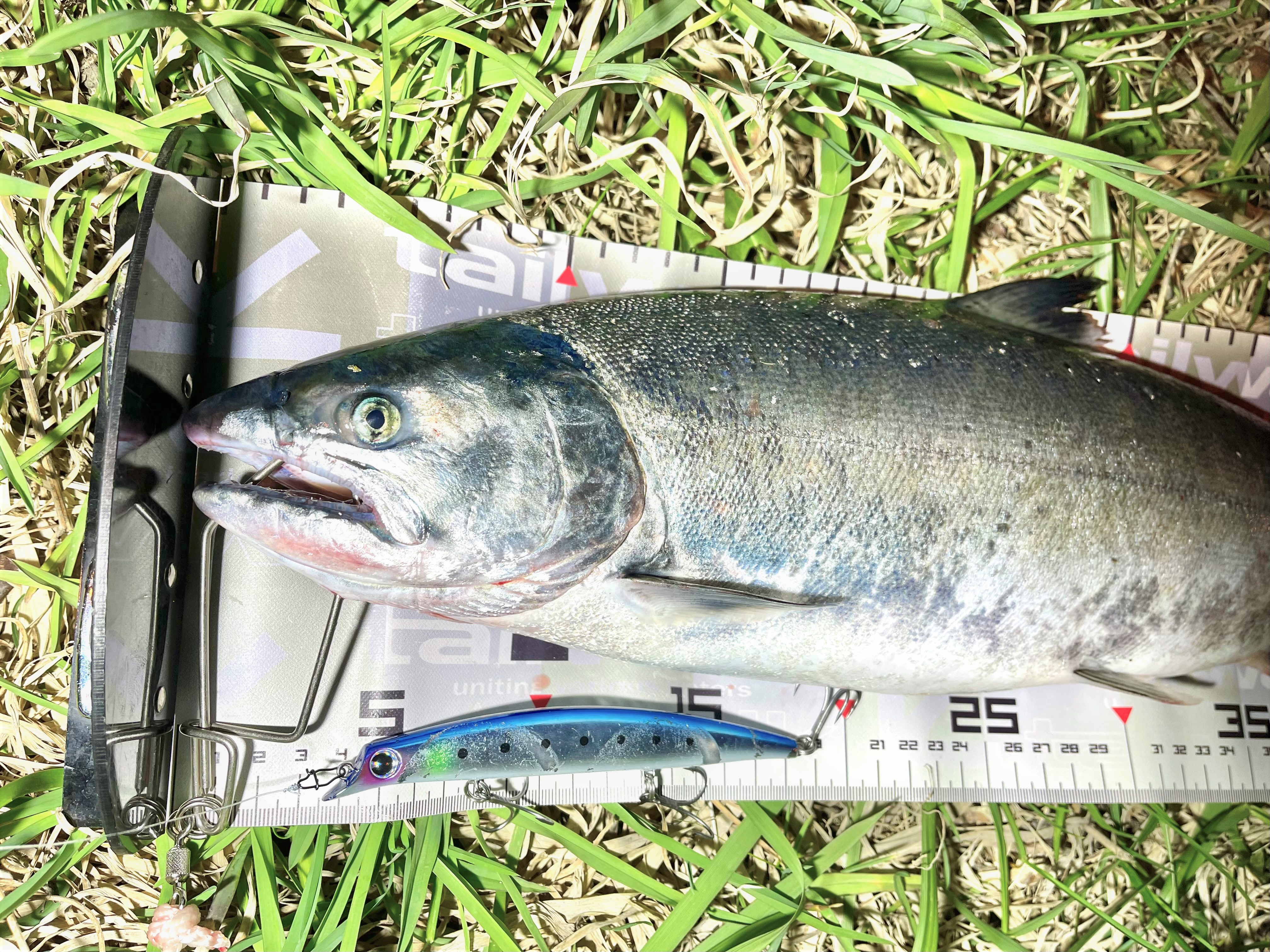 サクラマス釣行 Azem アゼム 北海道札幌市発寒のショッピングモール 釣り アウトドア ペット イタリアン