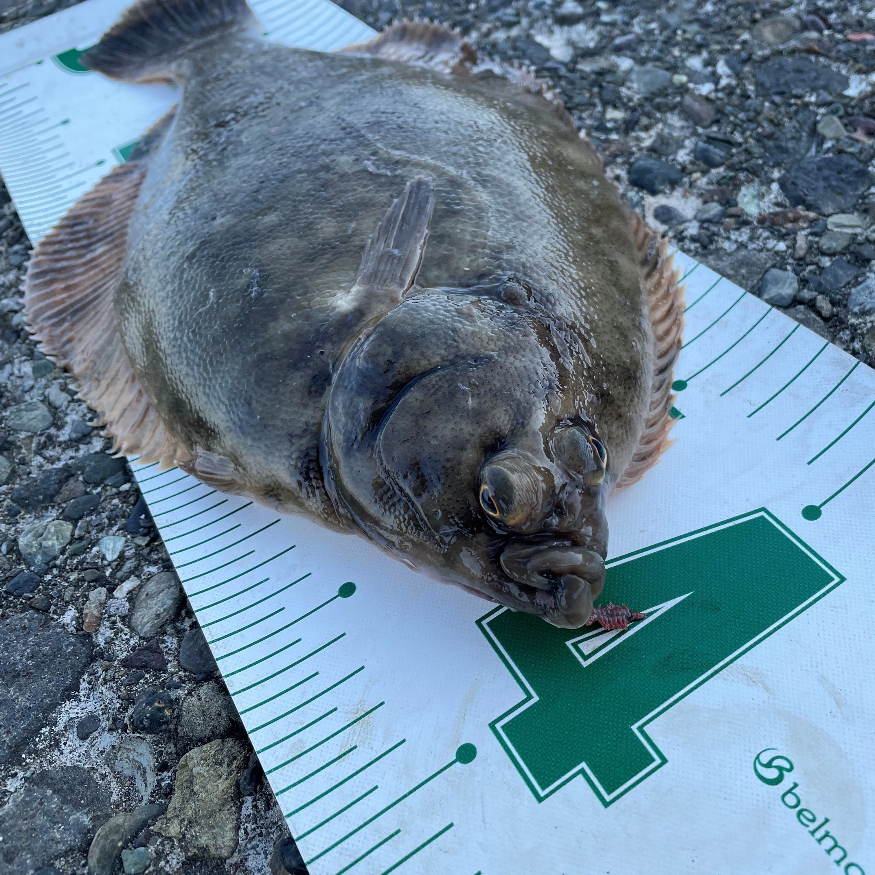 石狩湾新港カレイ釣行 Azem アゼム 北海道札幌市発寒のショッピングモール 釣り アウトドア ペット イタリアン