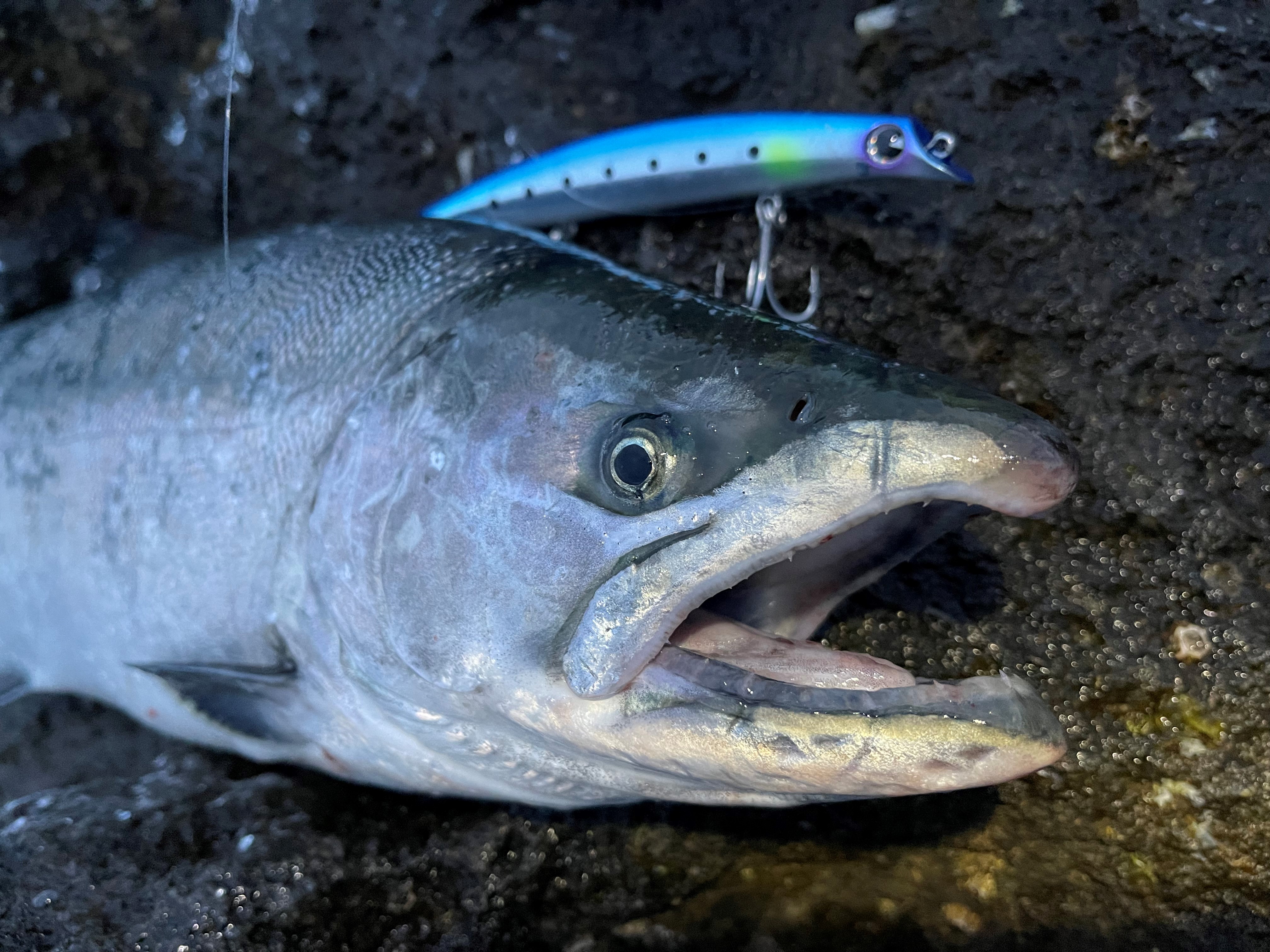 サクラマス釣行 Azem アゼム 北海道札幌市発寒のショッピングモール 釣り アウトドア ペット イタリアン