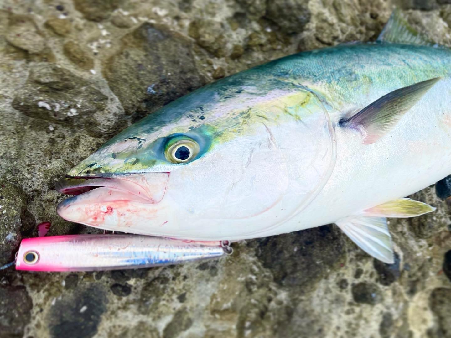 初ブリを釣れました Azem アゼム 北海道札幌市発寒のショッピングモール 釣り アウトドア ペット イタリアン