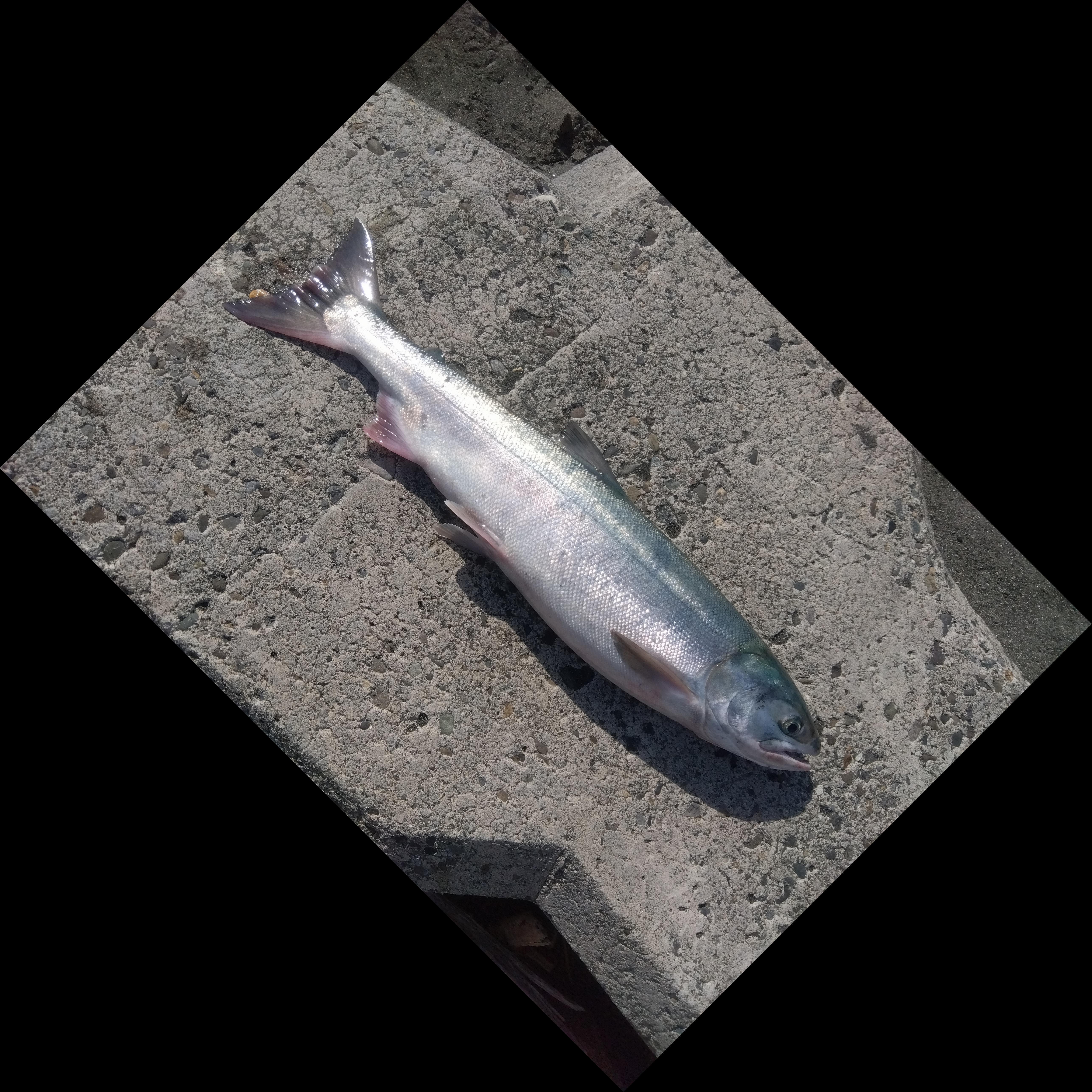 アキアジ投げ釣り！！｜AZem アゼム｜北海道札幌市発寒の