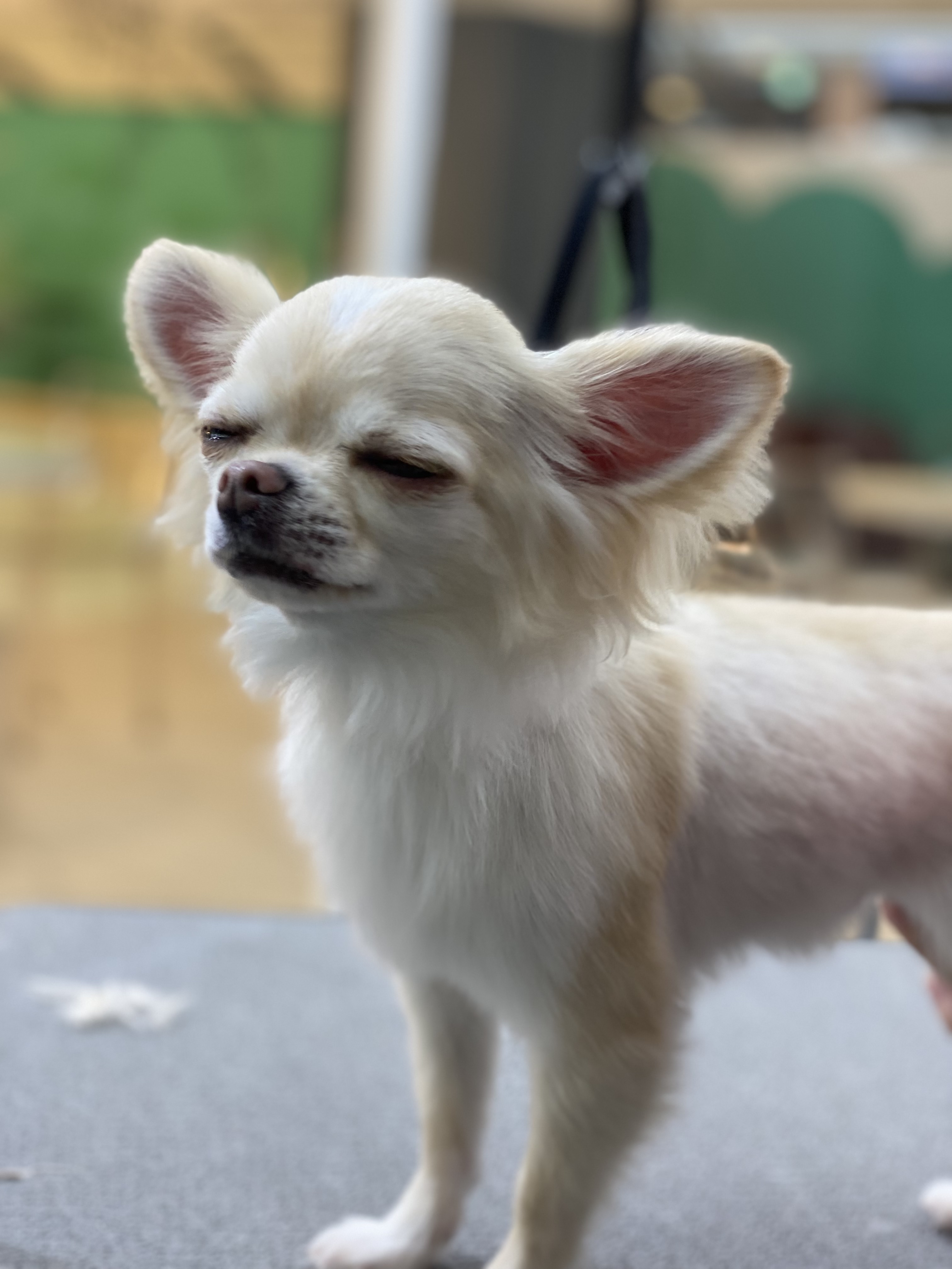 ぷくくんのトリミング❣️｜AZem アゼム｜北海道札幌市発寒の