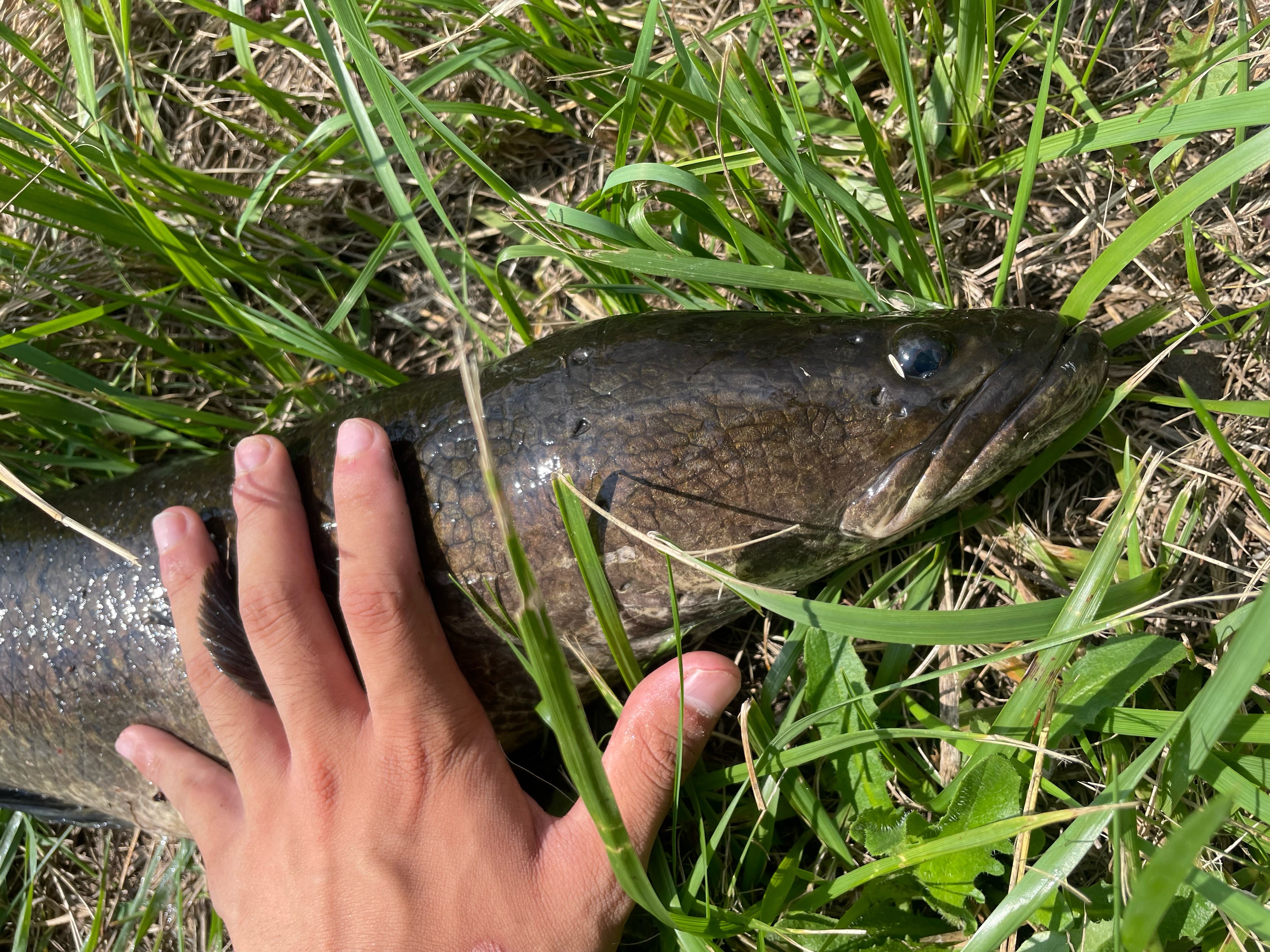 石狩川水系で雷魚を釣ってきました!!|AZem アゼム|北海道 石狩川水系で雷魚を釣ってきました!!|AZem アゼム|北海道