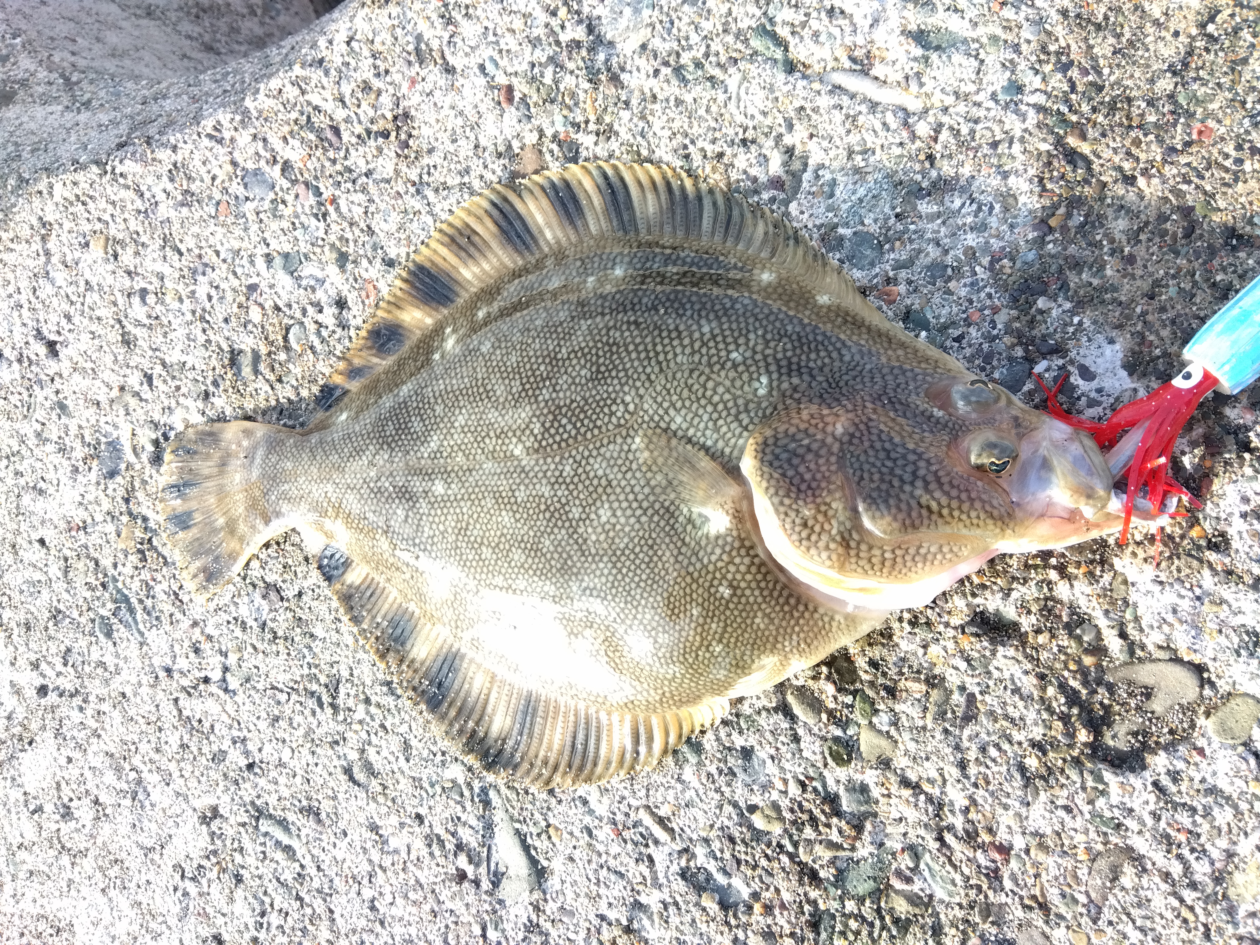 日高方面で投げ釣り！ 鮭、マツカワ、カジカ｜AZem アゼム｜北海道札幌