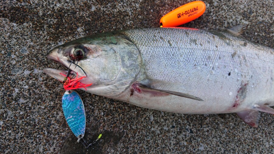 絶好調 アキアジ釣り Azem アゼム 北海道札幌市発寒のショッピングモール 釣り アウトドア ペット イタリアン
