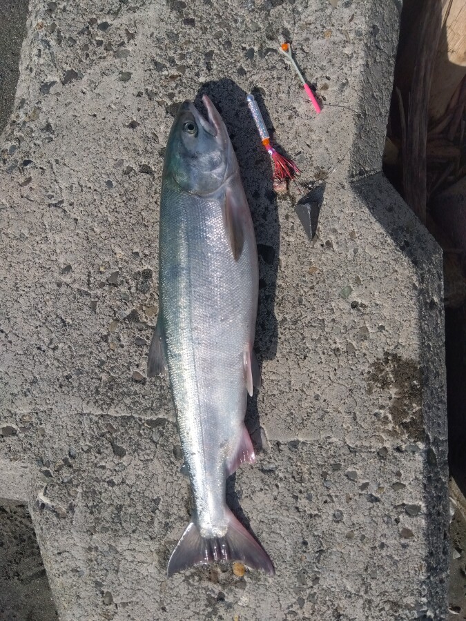鮭釣り　アキアジ アキアジ（鮭）釣り 枝幸 釣果 2022.09.19 | 釣りMOMO日記