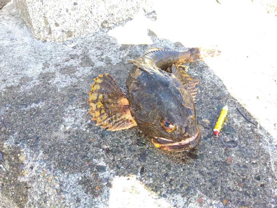 日高方面で投げ釣り！ 鮭、マツカワ、カジカ｜AZem アゼム｜北海道札幌