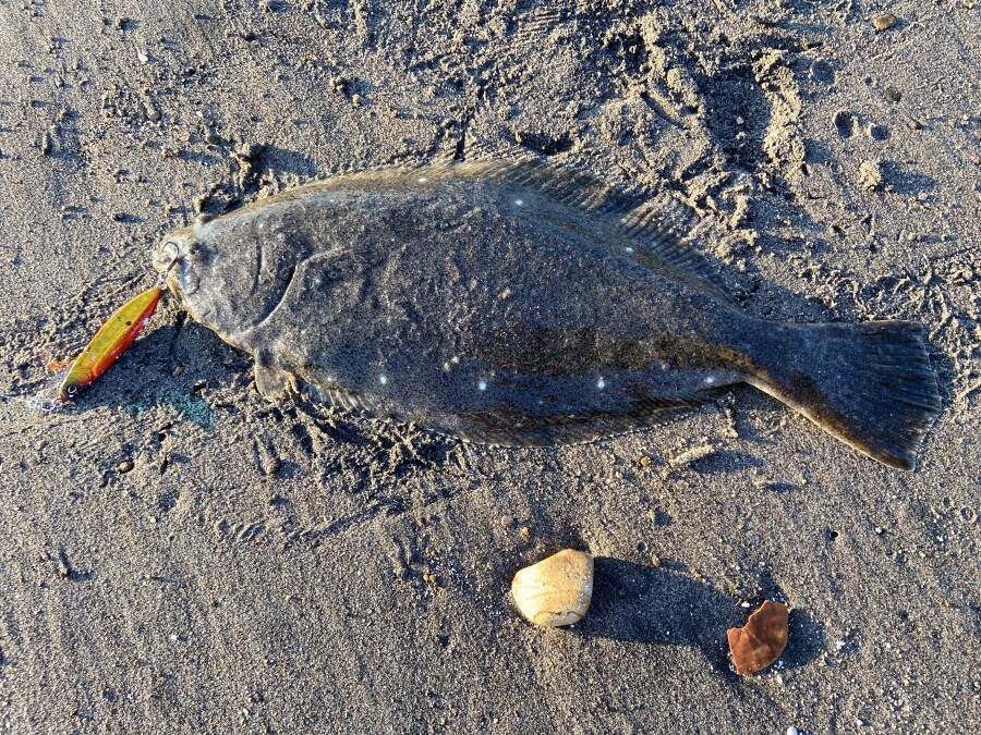 サーフヒラメ釣行 Azem アゼム 北海道札幌市発寒のショッピングモール 釣り アウトドア ペット イタリアン