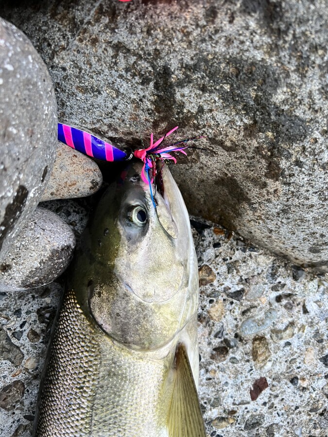 今が旬のアキアジ釣りに行ってきました Azem アゼム 北海道札幌市発寒のショッピングモール 釣り アウトドア ペット イタリアン