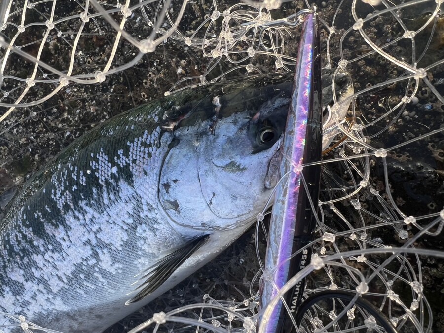 お客様よりサクラマスの釣果情報いただきました！！｜AZem
