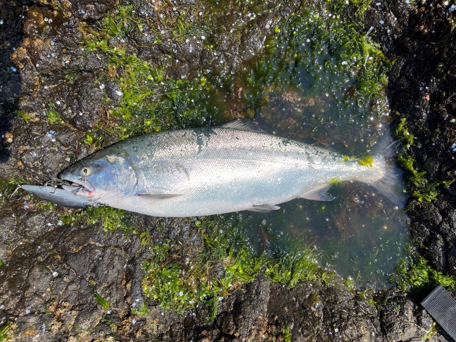サクラマス釣行、お勧めルアー！！｜AZem アゼム｜北海道札幌市発寒の