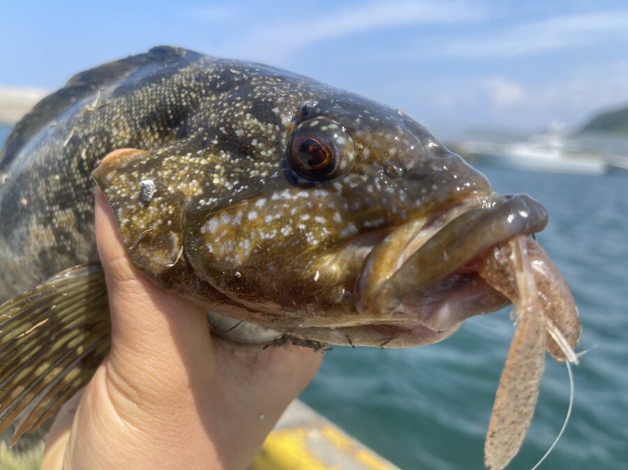 積丹方面のロックフィッシュゲーム！！｜AZem アゼム｜北海道札幌市