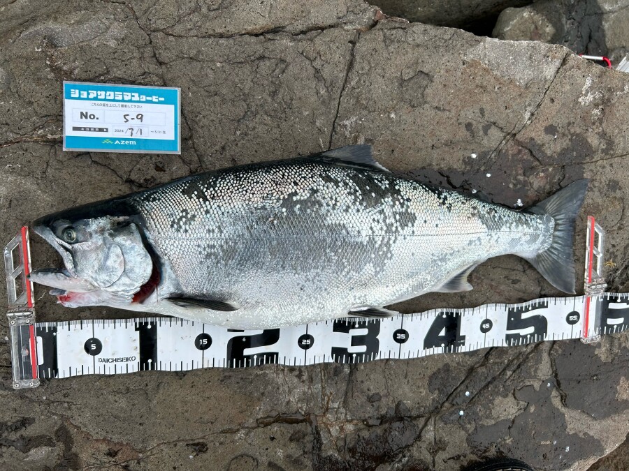 積丹方面！！サクラマスの釣果です！！｜AZem アゼム｜北海道札幌市